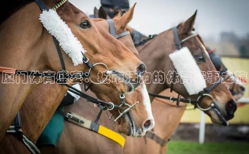 厦门体育盛宴：城市活力的体育赛事之旅